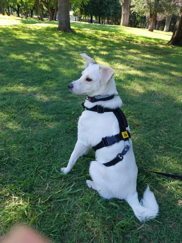 Arnés Pretal H Táctico Reforzado K9 Anti Tirones Ajustable Seguridad Máxima para Perros - Mascotas